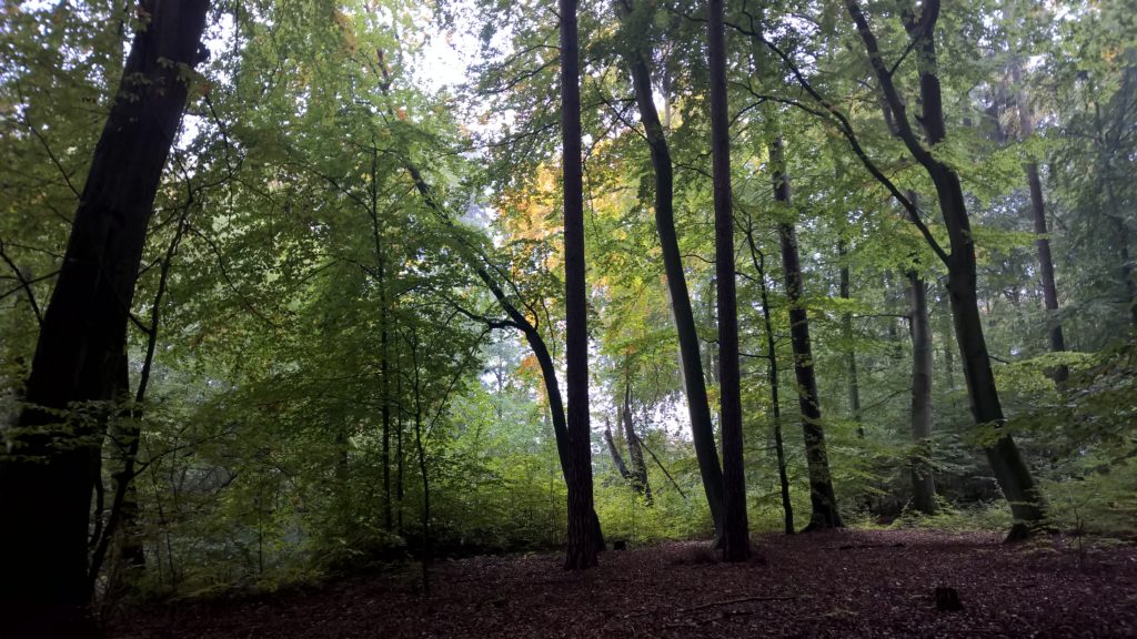 Licht fällt durch einen lebendigen Wald