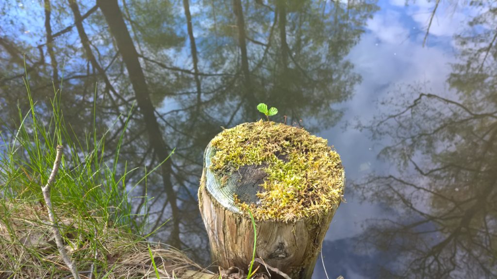 Weg durch einen grünen Wald